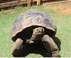 Galopagos-Tortoise