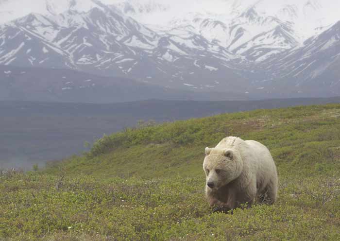 Bear Picture