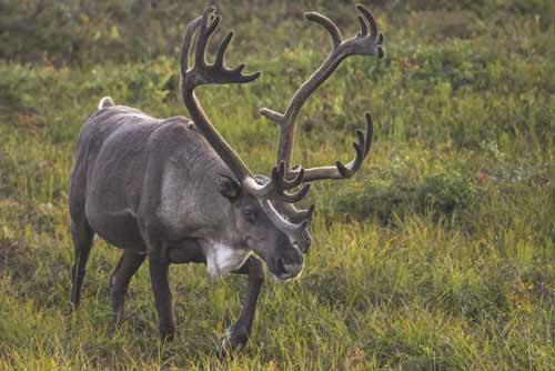 caribou Picture