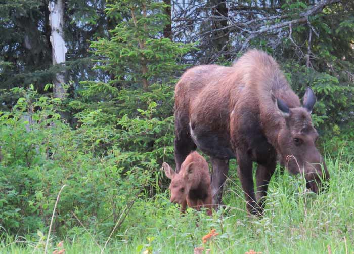 Moose Picture