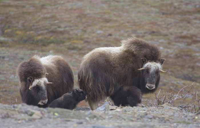 musk-ox